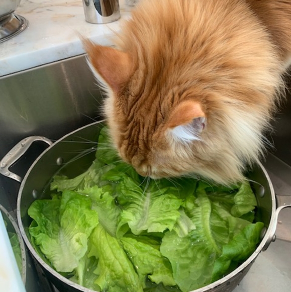 Namaste - Picture 3 of 16